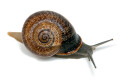 Otala punctata Montserrat, Spain adult